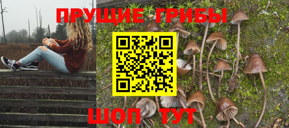 Галлюциногенные грибы Psilocybe Тимашёвск